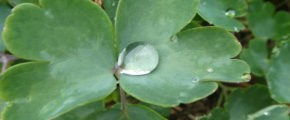 Wassertropfen auf Pflanzenblatt