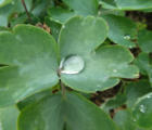 Wassertropfen auf Pflanzenblatt